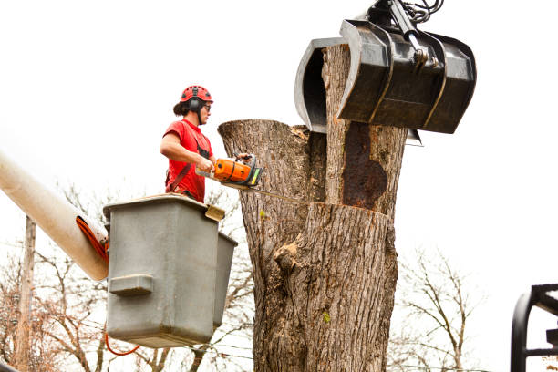 Best Arborist Consultation Services  in USA